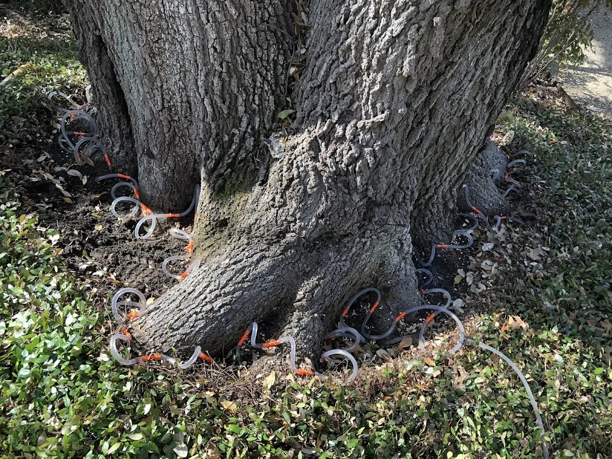 Detailed Tree Cabling and Bracing job site in Adams Run