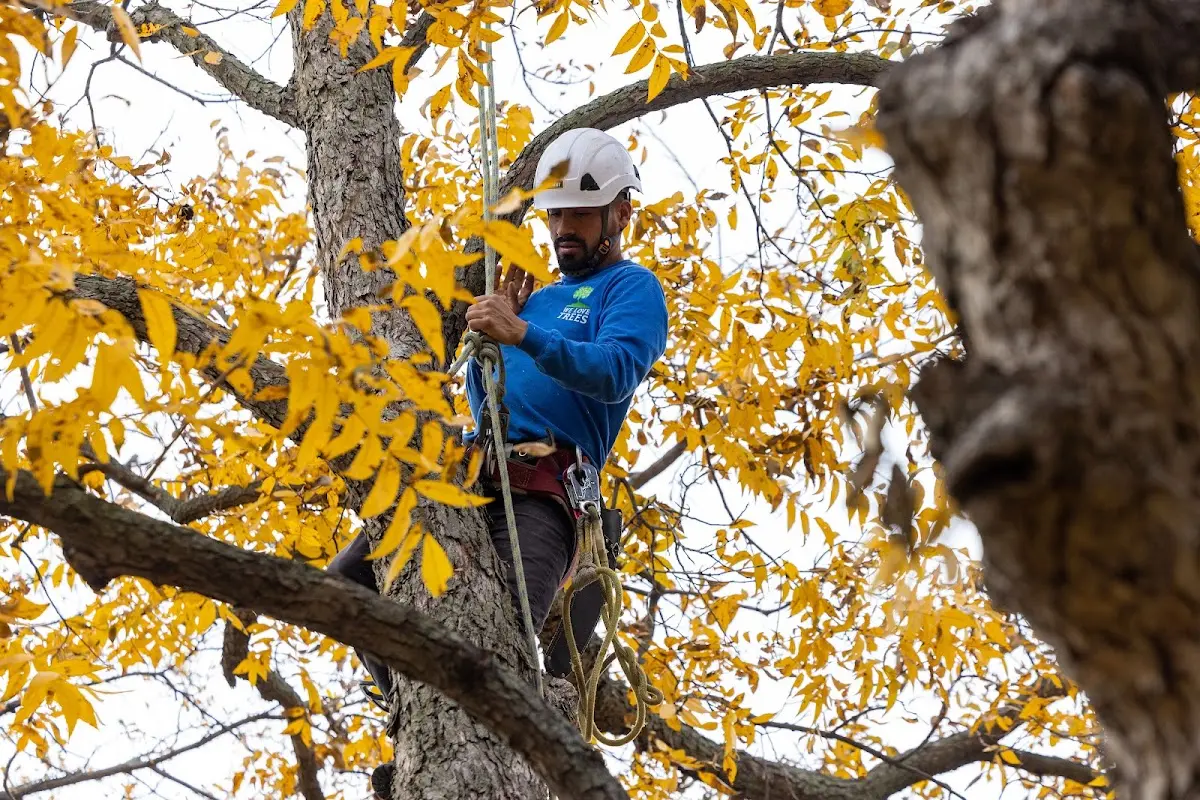 Skilled Tree Planing crew working in Adams Run